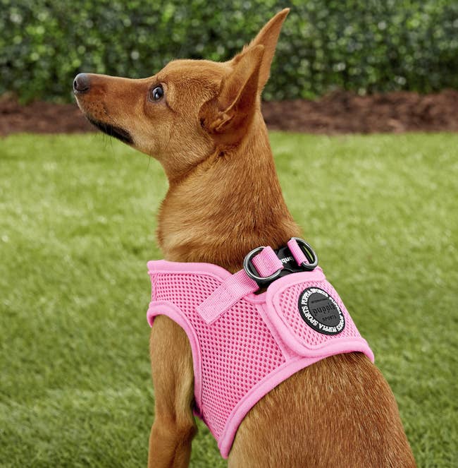 a dog wearing a pink harness