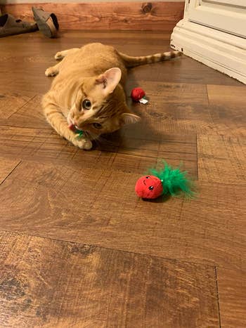 Cat plays with artifact  connected  woody  floor, surrounded by tiny  reddish  toys with greenish  feathers