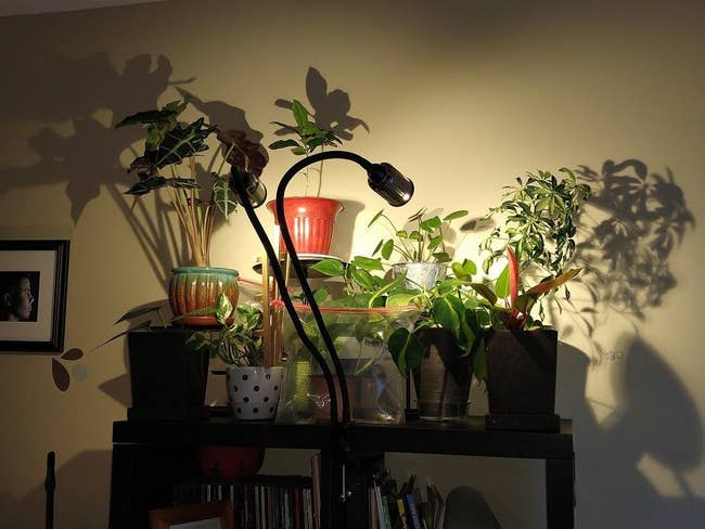 a grow light pointed at some houseplants