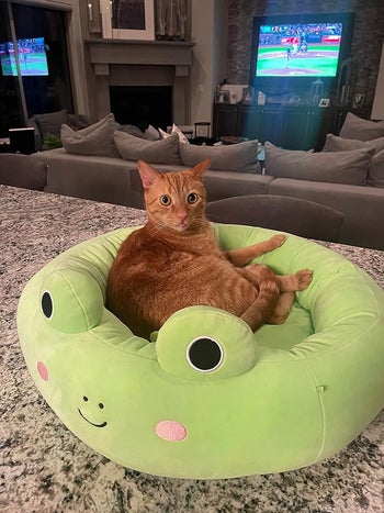 another reviewer's orange cat lying on the frog-shaped bed