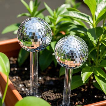 Two disco shot plot stakes successful a planter with greenish foliage, adding a decorative touch