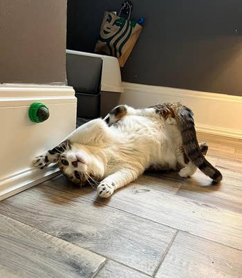 another reviewer's feline lying upside down connected the level with paws up portion playing with the greenish catnip shot mounted connected baseboard