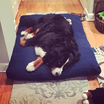 reviewer photo of Bernese Mountain Dog on bed