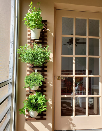 reviewer's trellis on a wall with hanging potted plants growing herbs on it