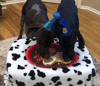 Reviewer's two dogs digging into their Puppy Cake