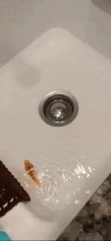 Robot goldfish 