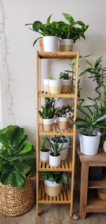reviewer's five tier bamboo shelf covered in plants