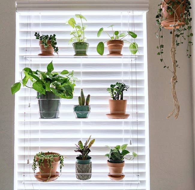Assorted potted plants arranged connected indoor shelves against achromatic blinds, showcased for a location decor buying article