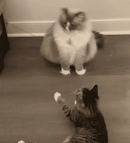 Reviewer gif of two cats playing with the cat dancer toy