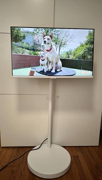 TV connected a basal displaying an representation of 2 dogs sitting outdoors
