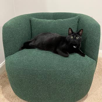 A achromatic  feline  lounges connected  a round, textured, greenish  seat  positioned against a plain, light-colored wall