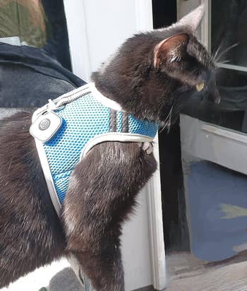 Cat wearing a bluish  harness, looking retired  a door. The representation  is associated with a buying  article