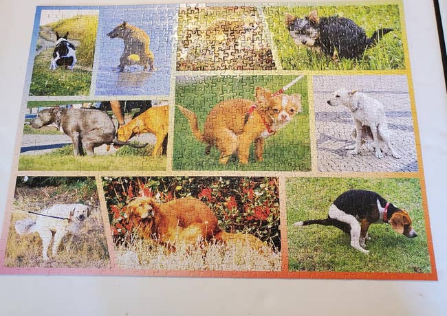 the assembled puzzle with image collage of pooping dogs