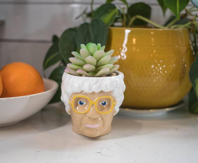 A novelty planter shaped like Sophia from The Golden Girls, with succulent plants, next to fruit bowls on a kitchen counter