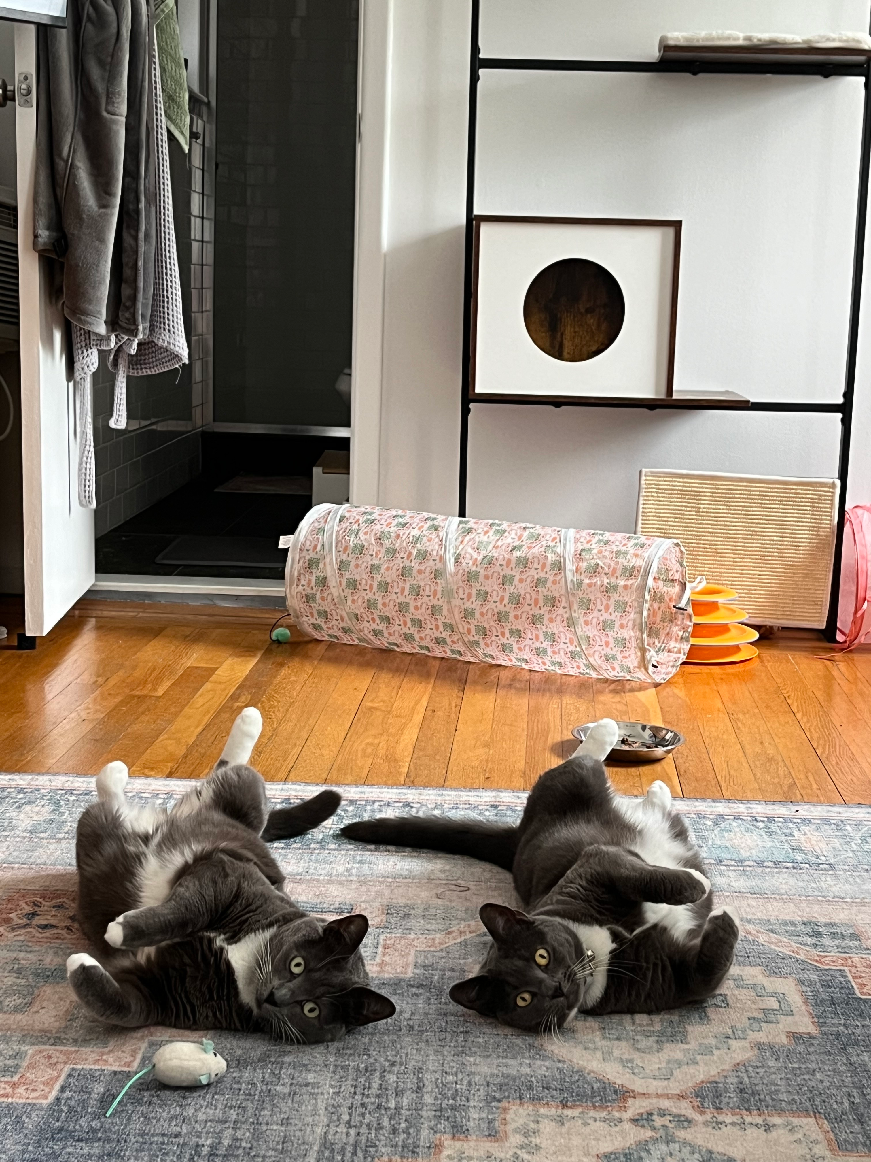 Two cats lying connected  their backs with toys adjacent    successful  a surviving  room, adjacent  to a cloth  passageway  and shelves
