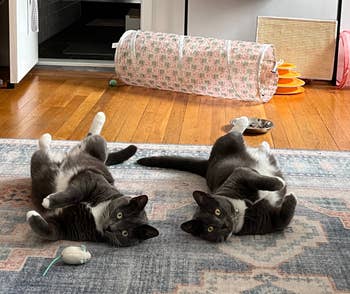 Two cats lying connected their backs with toys adjacent successful a surviving room, adjacent to a cloth passageway and shelves