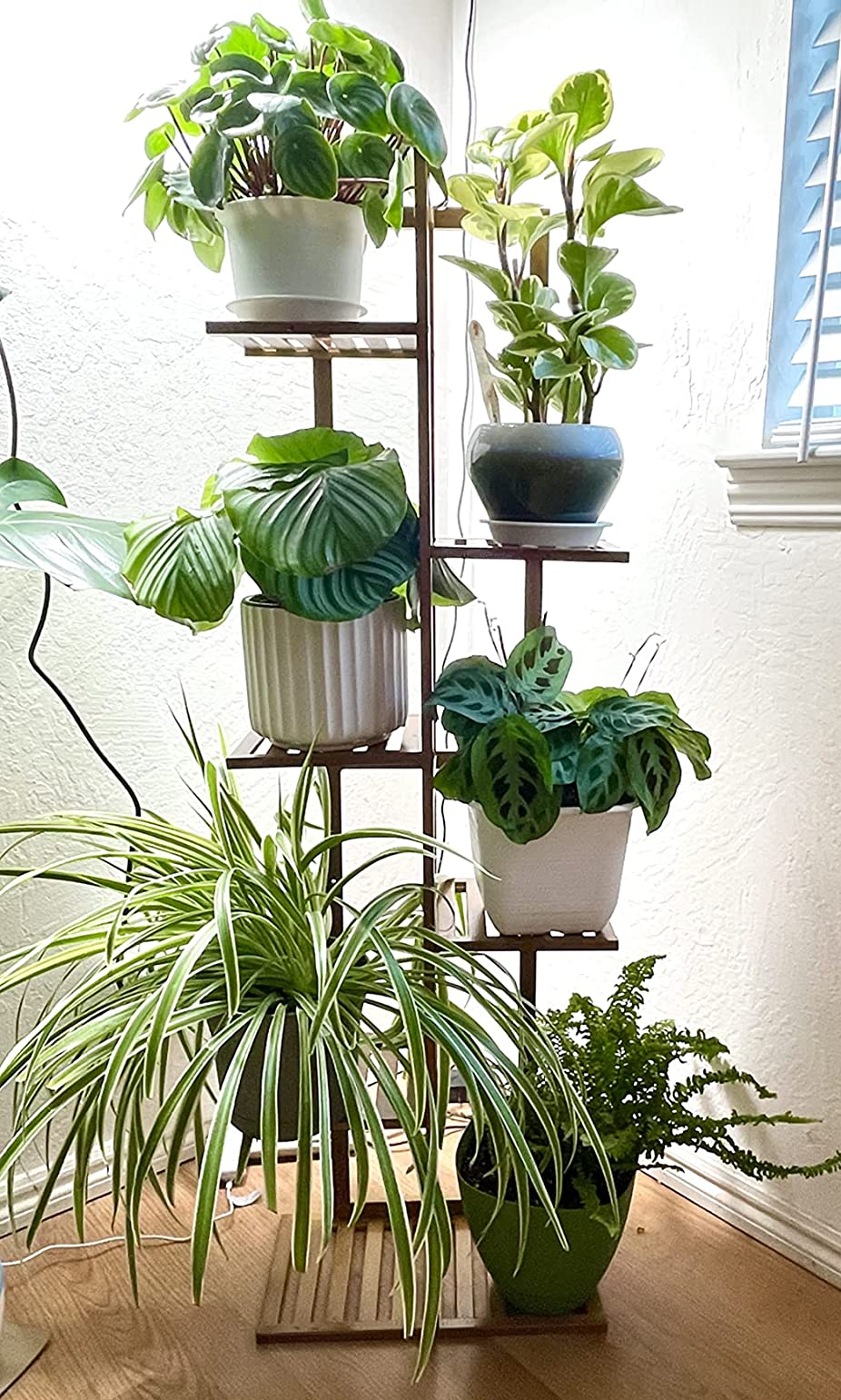 Reviewer's brown plant stand with six plants