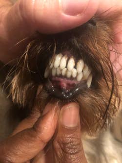 Reviewer holding dog's lips open to show clean teeth