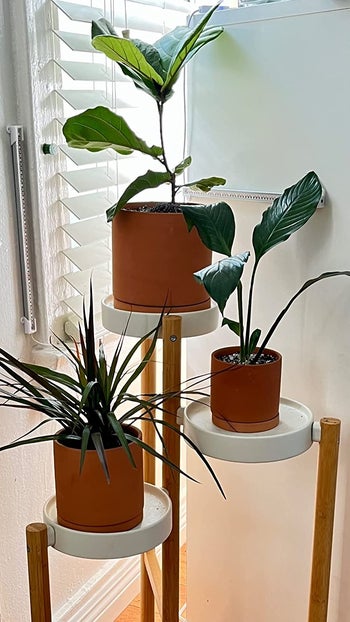 Reviewer image of three different sized terracotta planter pots with plants inside sitting on white and wooden shelves