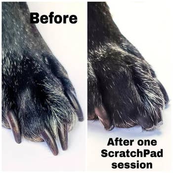 before photo of a dog's overgrown nails next to a photo of the same dog's nails looking shorter after one scratchpad session