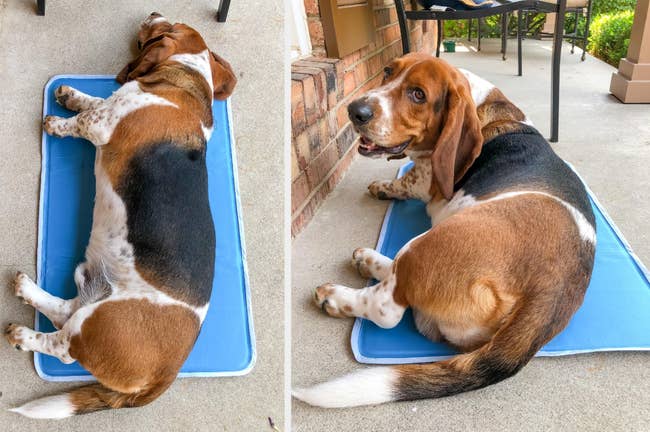 Reviewer image of Basset Hound laying on blue cooling mat outside