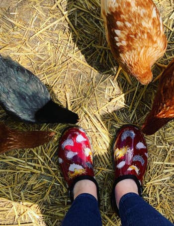 reviewer wearing the red garden shoes with chickens on them