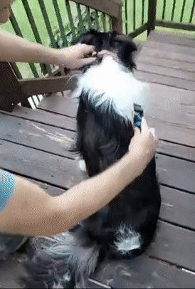 Reviewer using small handheld comb to brush fur out of a dog's coat 