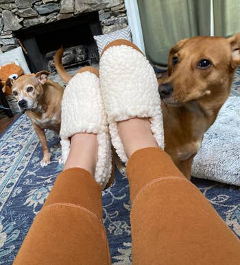 reviewer wearing the white slippers with their two dogs at their feet