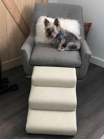 reviewer's dog sitting on an armchair with a set of doggie stairs