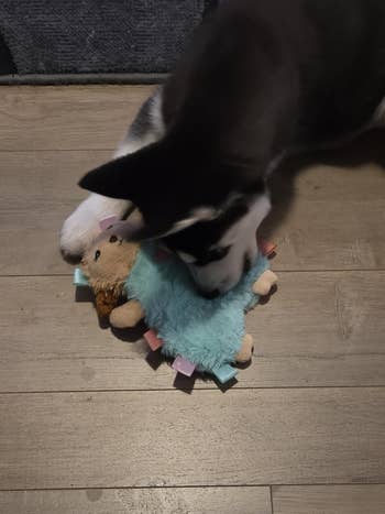 A puppy plays with a soft, plush lamb artifact connected a woody floor