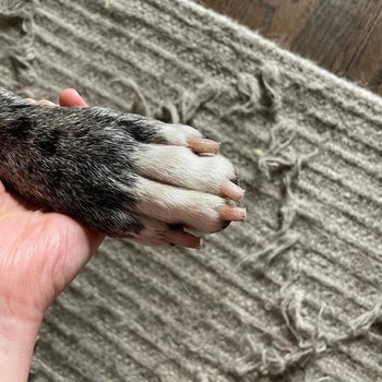 Reviewer holding dog's paw with trimmed nails after using scratch pad