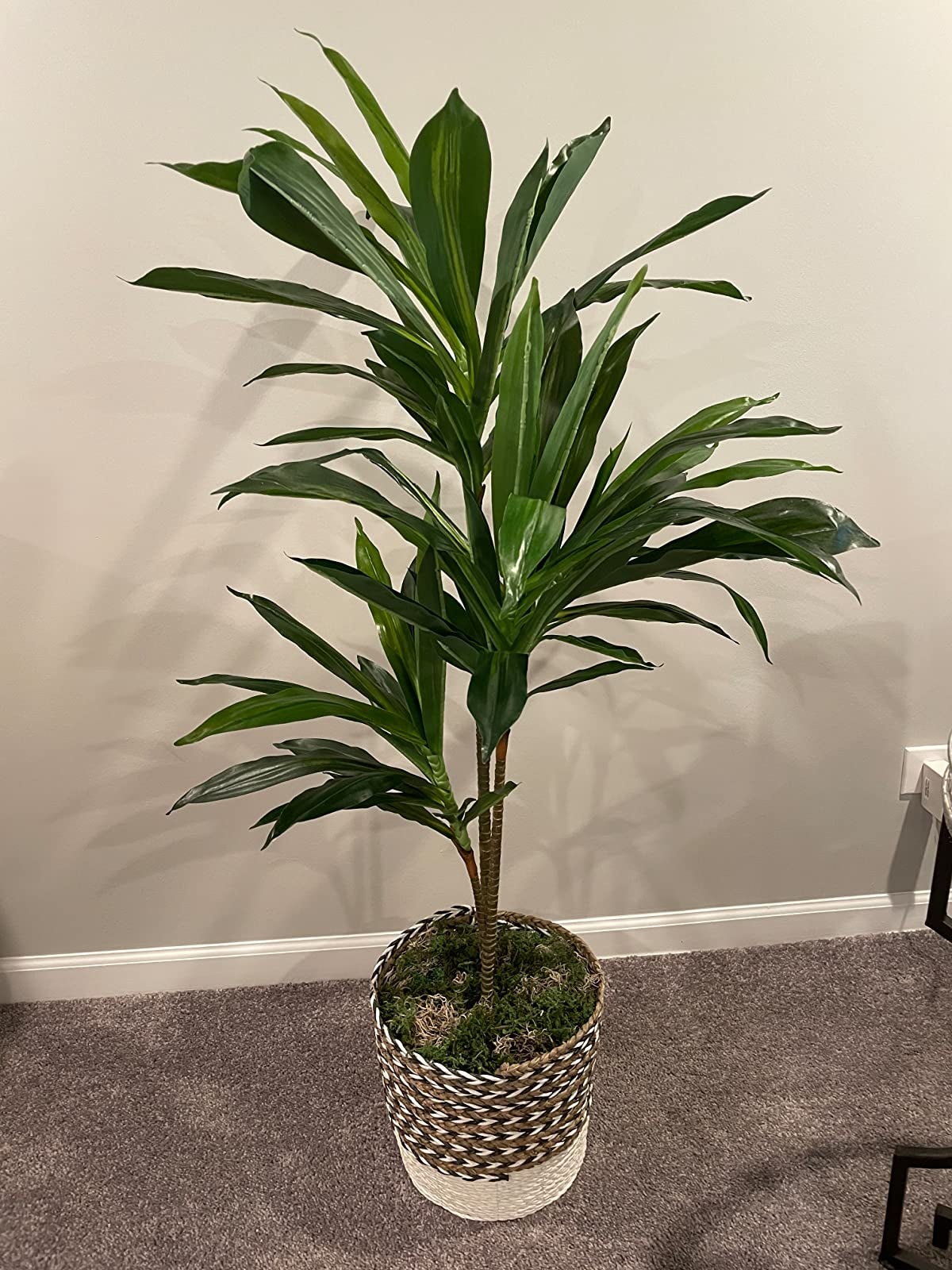 Reviewer image of fake dracaena plant inside black, white, and brown braided basket with fake moss on top of carpet in front of gray wall