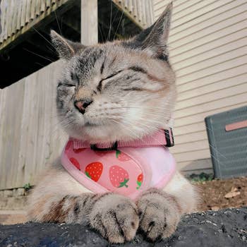 Reviewer image of cream and brown cat with pink strawberry patterned harness Velcroed in the front with collar secured around neck