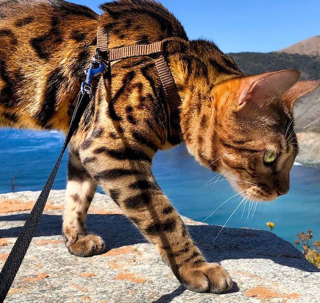 A Bengal cat on a leash outdoors exploring a rocky area with a clear sky and hills in the background