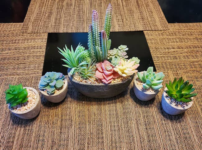 Reviewer image of varying sized succulents in green, yellow, and red on top of  black table with brown placemats 