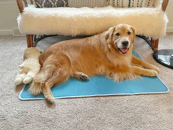 Golden retriever relaxing connected a cooling mat by a fluffy sofa, adjacent to a stuffed animal. Cozy indoor setting
