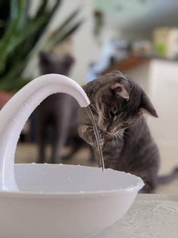 Cat drinking water out of the white fountain