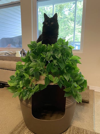 Reviewer image of black cat sitting on top of product with opening in front