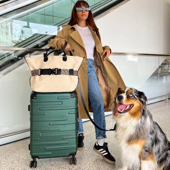 model with dog standing with green suitcase with a cream carry-on attached using the leopard print travel belt