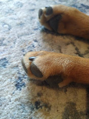 large dog's paws with cut nails