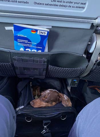 different reviewer's dog asleep in the carrier under a plane seat