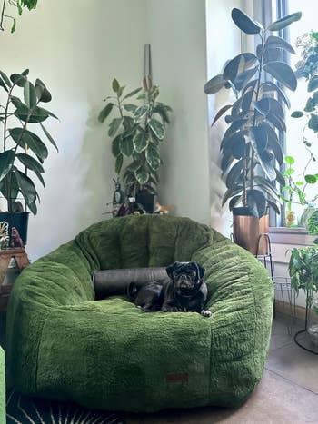 A reviewer's pug lounges connected a ample greenish legume container seat successful a plant-filled room, suggesting a cozy buying enactment for pet-friendly furniture