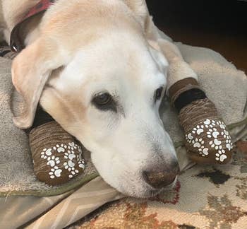a reviewer photo of an elderly dog wearing the socks in brown 