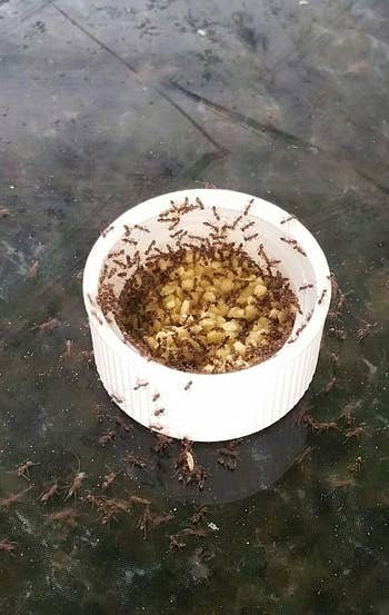reviewer image of a bottle cap full of ant bait granules that have attracted a lot of ants