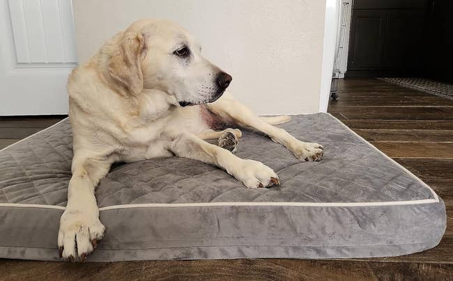 reviewer's dog laying on the foam mat bed