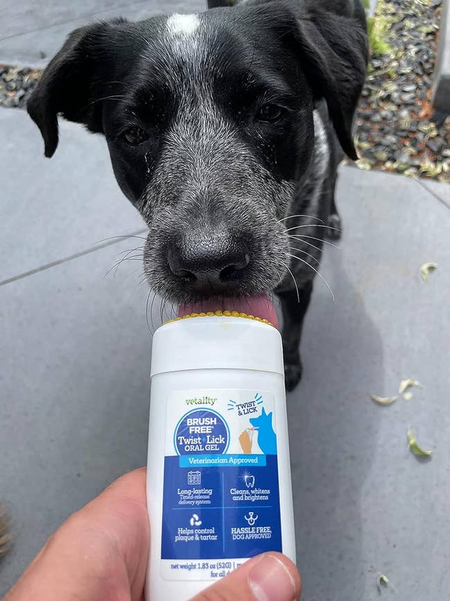 reviewer photo of their dog licking the gel, which comes out of a tube that looks like a deodorant tube