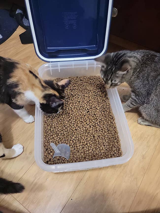 two cats looking at kibble inside a 10-pound plastic container
