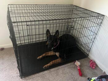 reviewer's germanic  shepard wrong  of canine  crate
