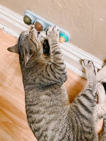 reviewer's tabby cat lying on the floor while playing with mounted catnip balls