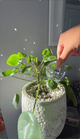 Hand placing a tiny  disco shot  connected  a pilea plant, adding decorative sparkle to a factual  planter with a modern, textured finish